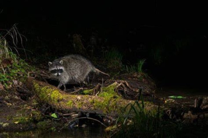 Do raccoons come out every night?