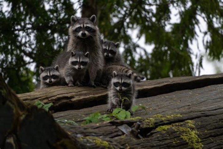 Do raccoons defecate where they live?