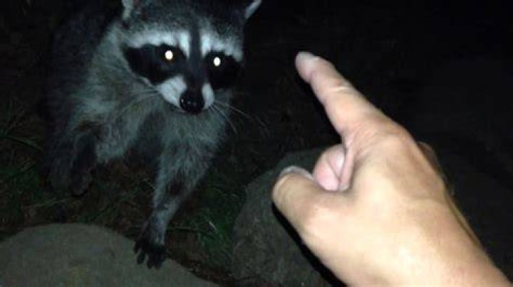 Do raccoons go out every night?