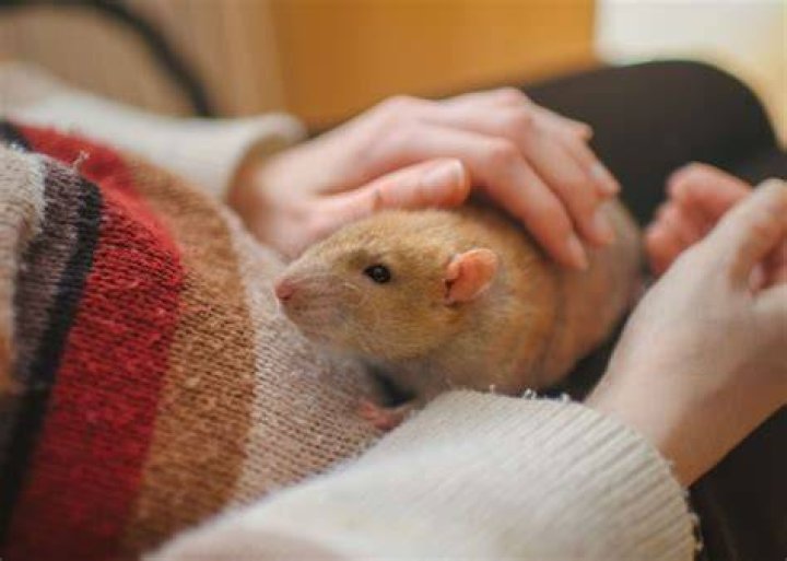 Do rats like humans?