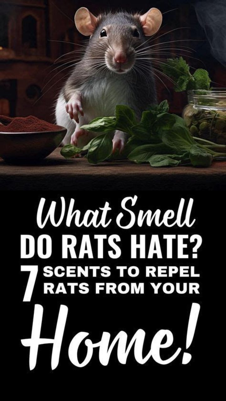 Do rats make your house smell?