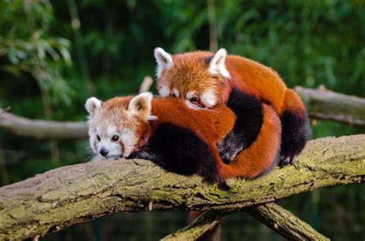 Do red pandas like to cuddle?