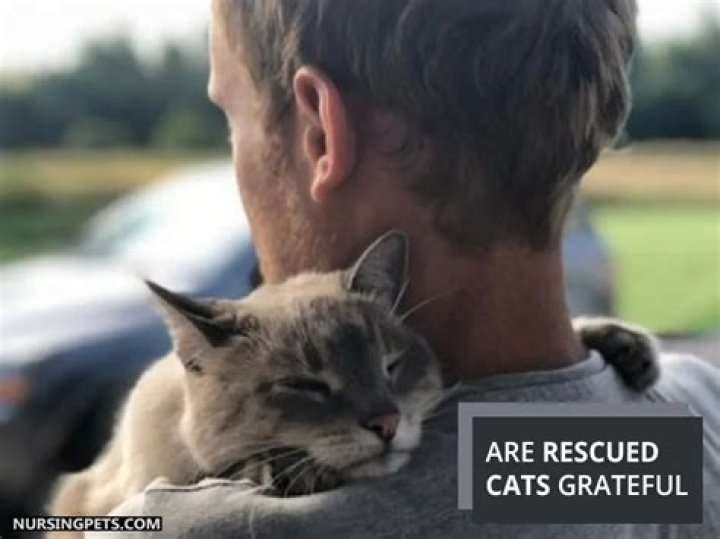 Do rescue cats feel gratitude?