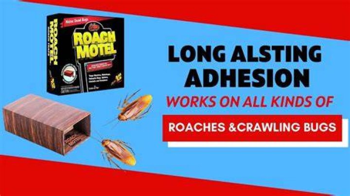 Do roach motels really work?