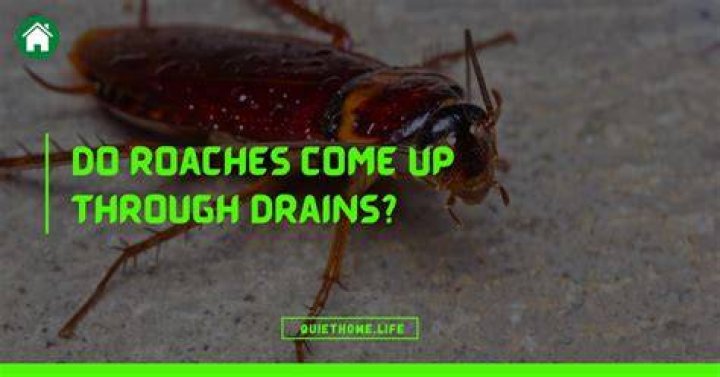 Do roaches come up through drains?