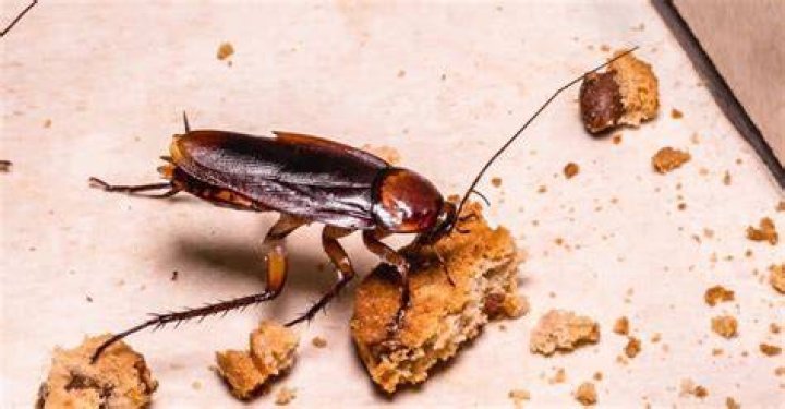 Do roaches eat cigarettes?