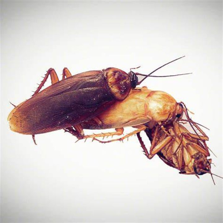 Do roaches talk to each other?
