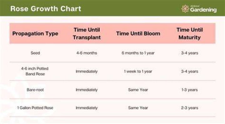Do roses bloom twice a year?
