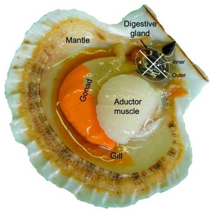 Do scallops have organs?