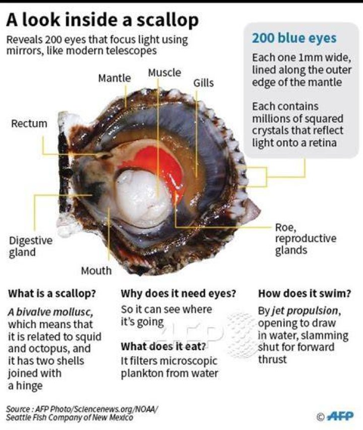 Do scallops see?