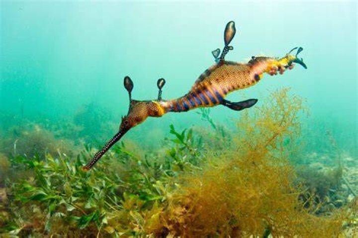 Do sea dragons have predators?