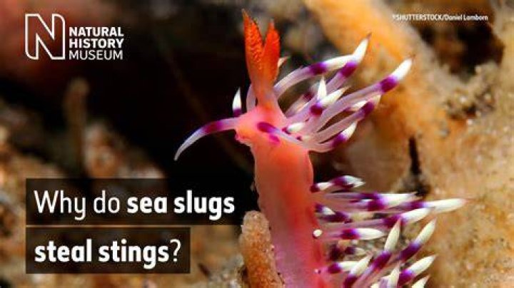 Do sea slugs have hearts?