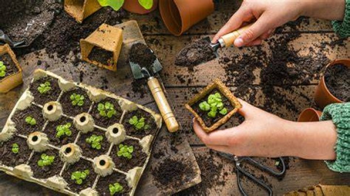 Do seedlings need a cover?