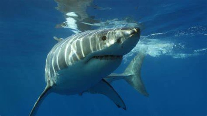 Do sharks eat turtles?