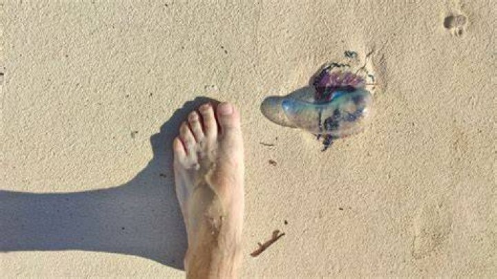 Do sharks get stung by jellyfish?