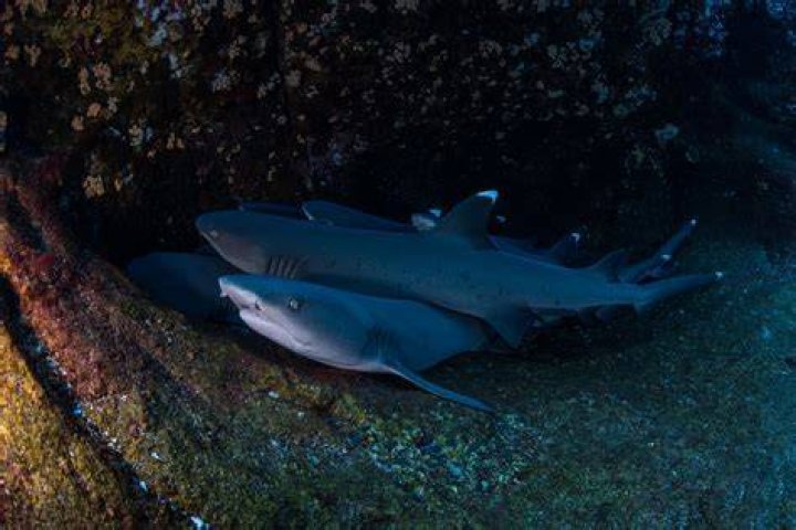 Do sharks swim while sleeping?