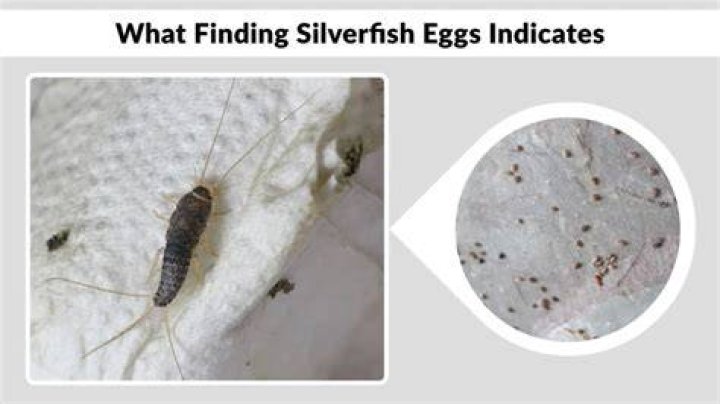 Do silverfish lay eggs in clothes?