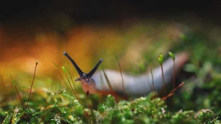 Do slugs have any benefits?