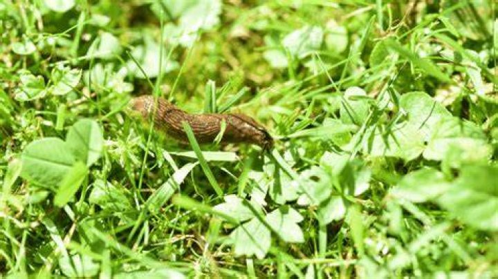 Do slugs suffer when salted?