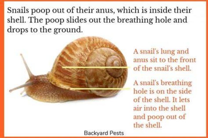 Do snails poop out of their mouths?