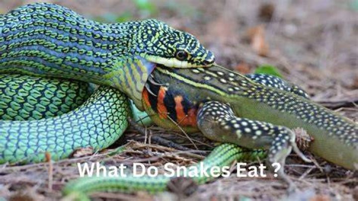 Do snakes love?