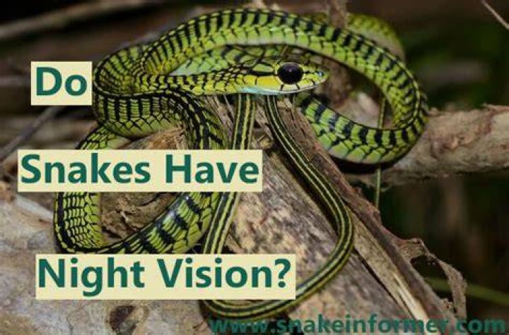Do snakes wander at night?