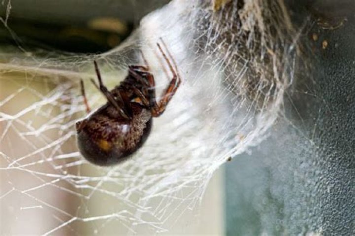Do spiders hiss?