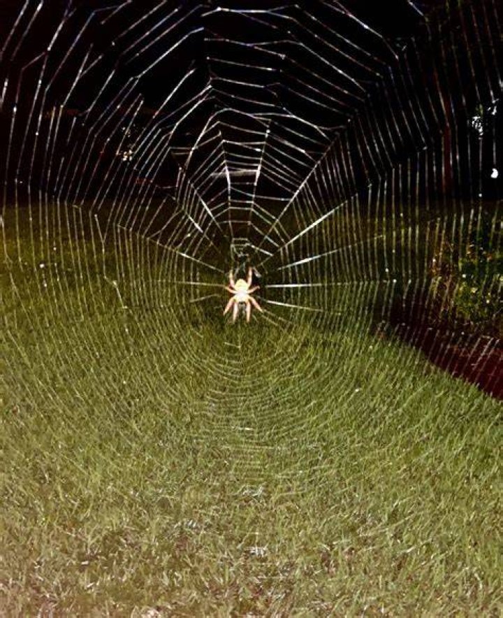 Do spiders take down their webs in the morning?
