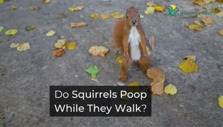 Do squirrels poop while they walk?