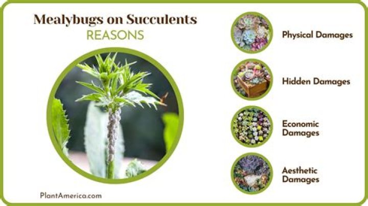 Do succulents cause bugs?