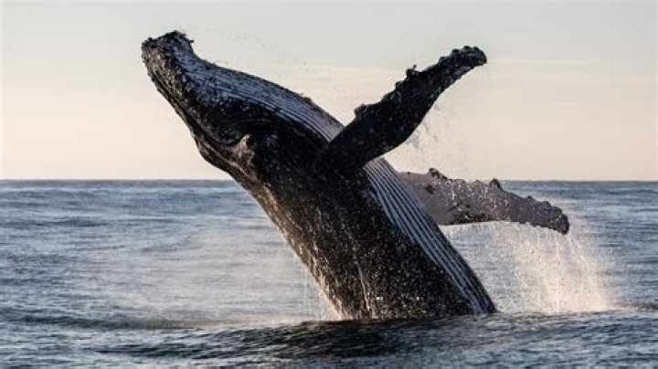 Do the Great Lakes have whales?