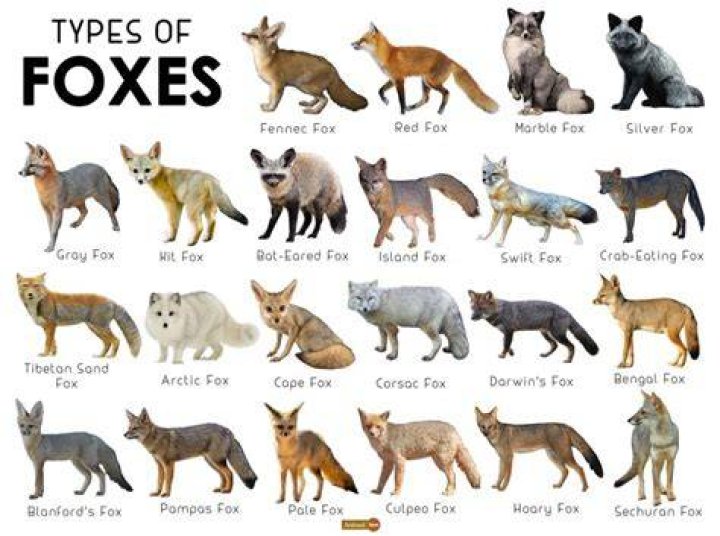 Do they have foxes in Italy?