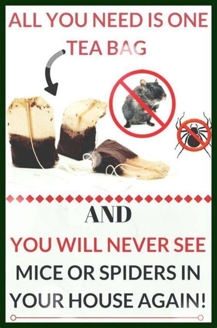 Do used tea bags keep rats away?