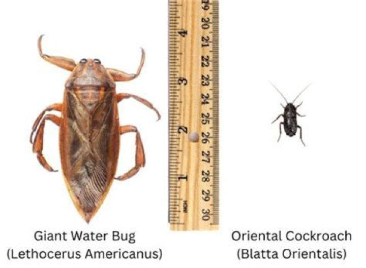 Do water bugs make a sound?