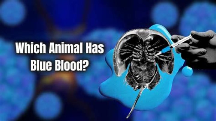 Do we have blue blood?