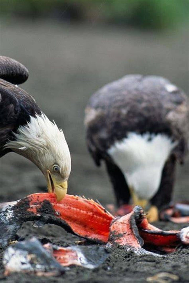 Do Wolf eat eagles?