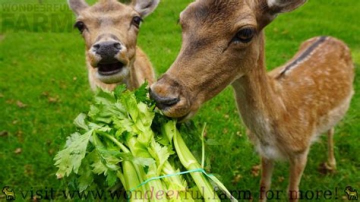 Do worm farms eat celery?