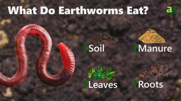 Do worms eat nail clippings?