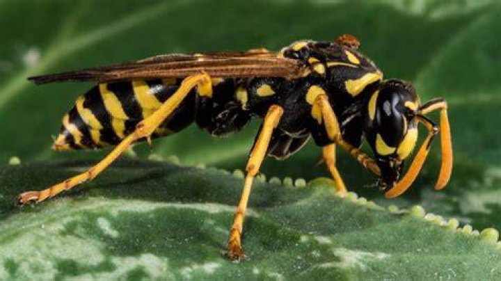 Do yellow jackets sleep?