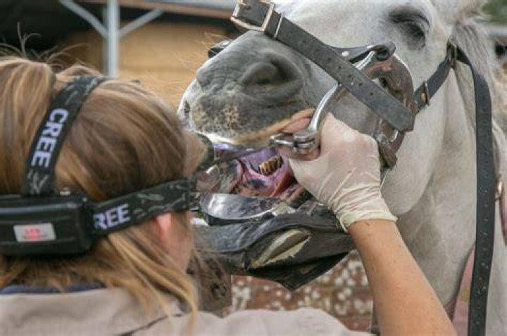 Do you need a degree to be an equine dentist?