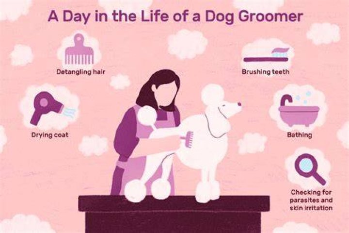Do you need a qualification to be a dog groomer?