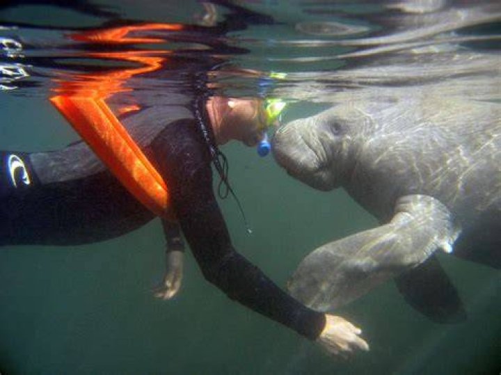 Do you need a wetsuit to swim with manatees?
