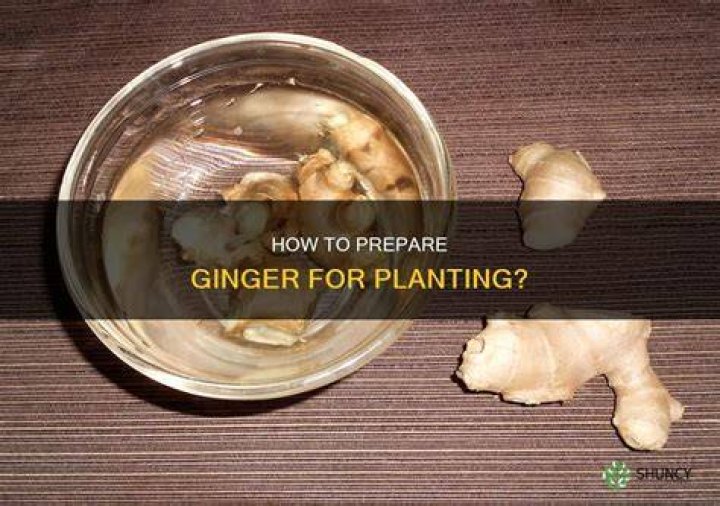 Do you need to wash ginger?