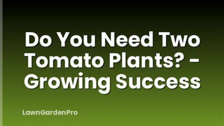 Do you need two tomato plants to produce fruit?