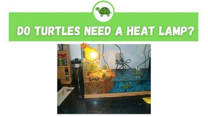 Do you turn a heat lamp off at night?