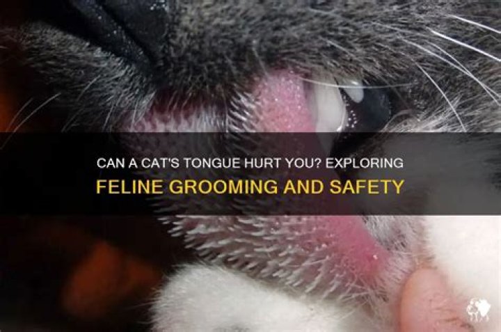 Does a cat tongue hurt?