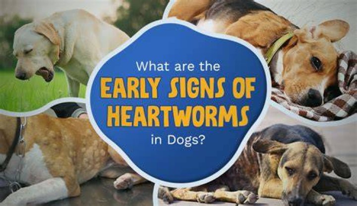 Does a dog cough with heartworms?
