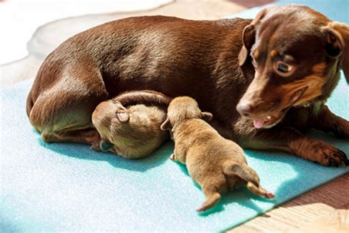 Does a mama dog miss her puppies?