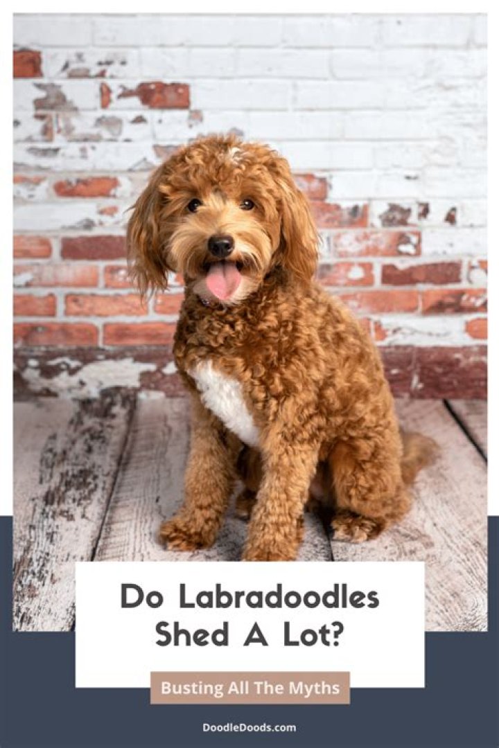 Does a mini Labradoodle shed?