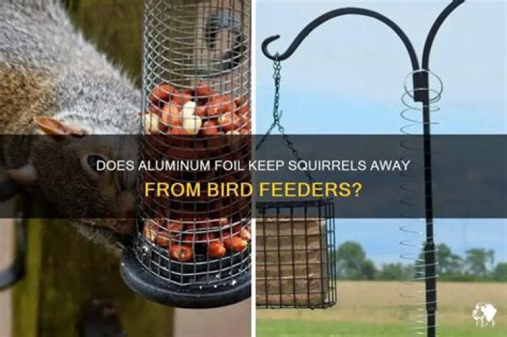 Does aluminum foil keep squirrels away from bird feeders?